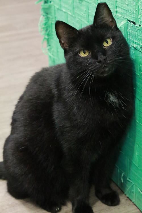 010719 Silky.jpg